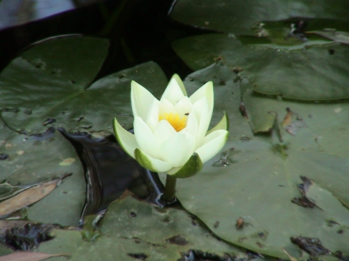 Water-Lily